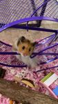 Guldhamster