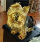 Yorkshireterrier omplacering 