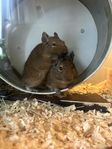 2 st degus