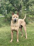 Thai Ridgeback Omplacering 