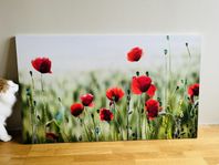 Beautiful poppies / Vallmo print. Medium size. 