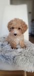 Maltipoo valp 