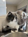 Blandning mellan Maine Coon, Ragdoll & Perser