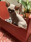 Devon Rex