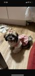 shih tzu valp