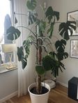 Monstera växt inkl kruka 180 cm