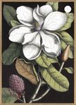 Dybdahl poster / tavla, 70*100 cm, Blooming White Magnolia