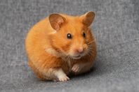 Guldhamsterhona 