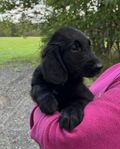 Flatcoated retriever valpar.