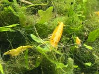 Neocaridina Yellow Stripe Räkor