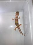 leopardgecko 