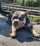 Underbar American Bully Tik till Salu! 