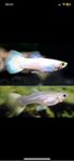 renodlad snow white guppy