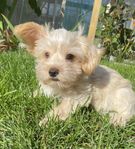 Yorkshireterrier valpar 