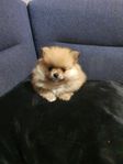 pomeranian 