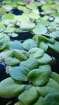 Frogbit akvarieväxt "Limnobium laevigatum"