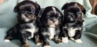 svenskfödda valpar Shih-tzu/Chihuahua