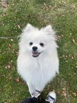 Hund Pomeranian Hona