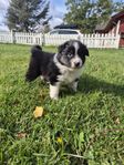 Australian shepherd valpar