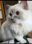 En Snygg ragdoll katt