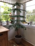 Stor rumsgran ( Araucaria heterophylla ) i keramikkruka 