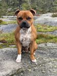 Staffordshire bullterrier hane