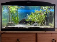 Akvarium 55 liter, LED belysning