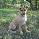 Canaan dog