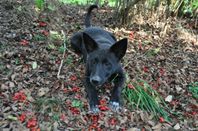 Canaan dog