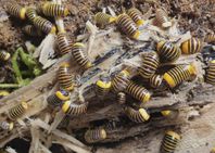 Pillmillipede Hyleoglomeris Sp. Ducky