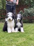 Bearded collie