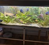 akvarium 720 liter