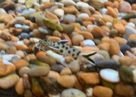 Synodontis Petricola