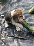 Hundvalpar Beagle