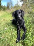 Flatcoated retriever hane