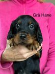 Gordon Setter valpar 