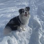 bordercollie hane för avel.