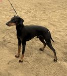 Manchester terrier 