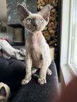 Devon Rex