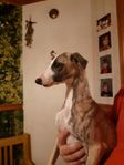 Whippet valp