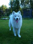 Samojed