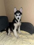 Siberian Husky valpar