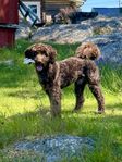 Labradoodle hane för avel