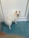 Pomeranian spets 