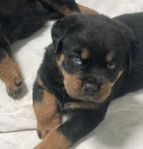 Underbara Rottweiler valpar 