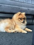 Pomeranian 