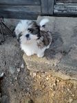 shih tzu  Tikar  Skk 