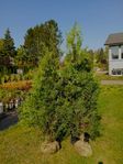 Thuja brabant