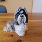 > Shih Tzu  [ The Leonardo Collection ] samlarhund