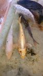 40cm - 55cm Stora Koi Dammfisk 